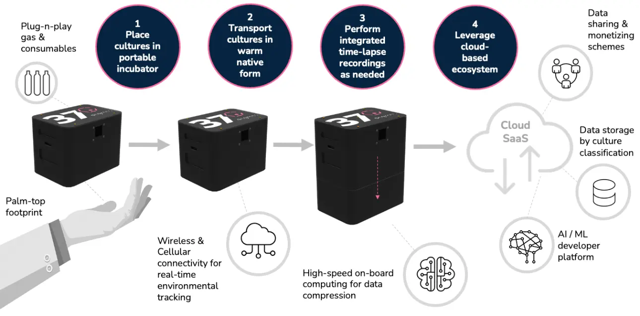 cell culture incubation time-lapse imaging analysis